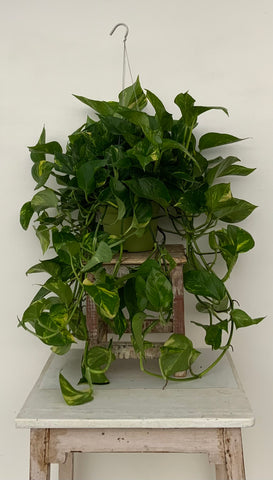 6in Premium Golden Pothos Hanging Basket