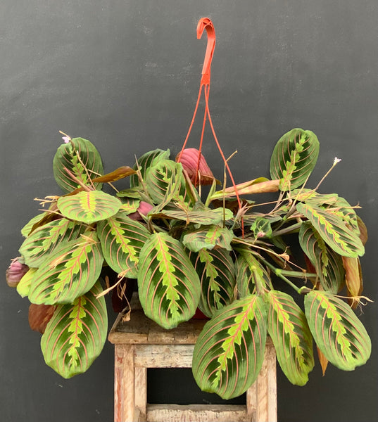 6in Assorted Prayer Plant Maranta