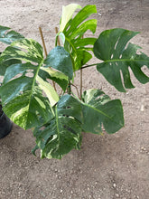 Load image into Gallery viewer, 3 Gallon Monstera Albo *Pre-Order*
