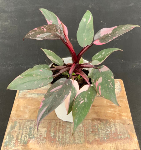 Philodendron Pink Princess