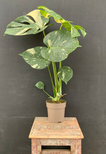 Monstera Deliciosa “Thai Constellation”