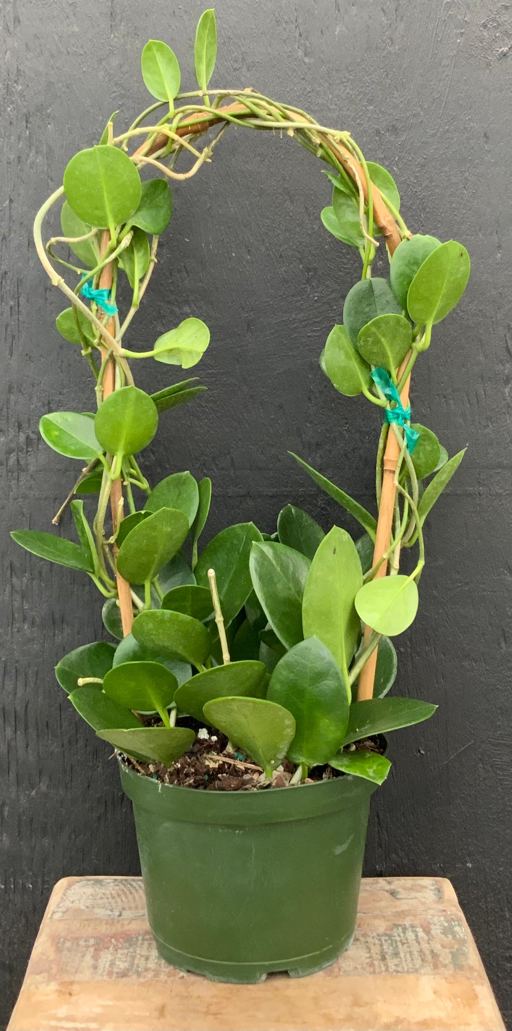 Hoya Australis