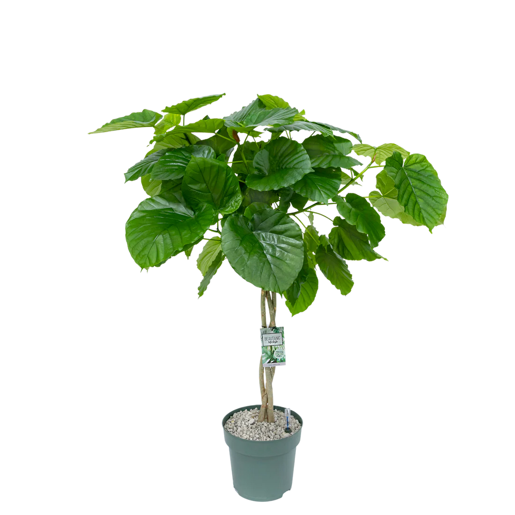 Monrovia Ficus Umbellata