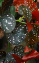 Load image into Gallery viewer, 5 Inch Begonia Crackling Rosie
