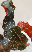 Load image into Gallery viewer, 5 Inch Begonia Crackling Rosie
