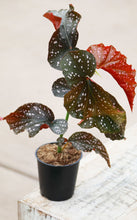 Load image into Gallery viewer, 5 Inch Begonia Crackling Rosie
