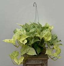 Load image into Gallery viewer, Pothos Snow Queen
