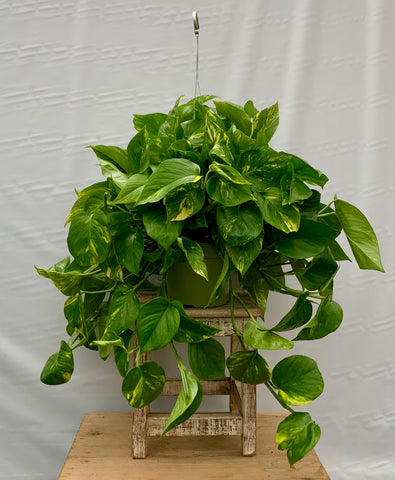 Golden Pothos