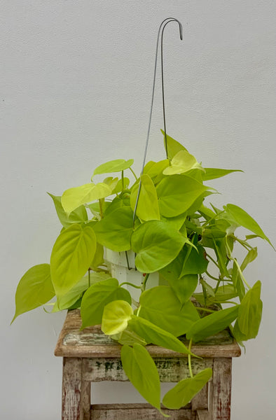 Lemon Lime Philodendron