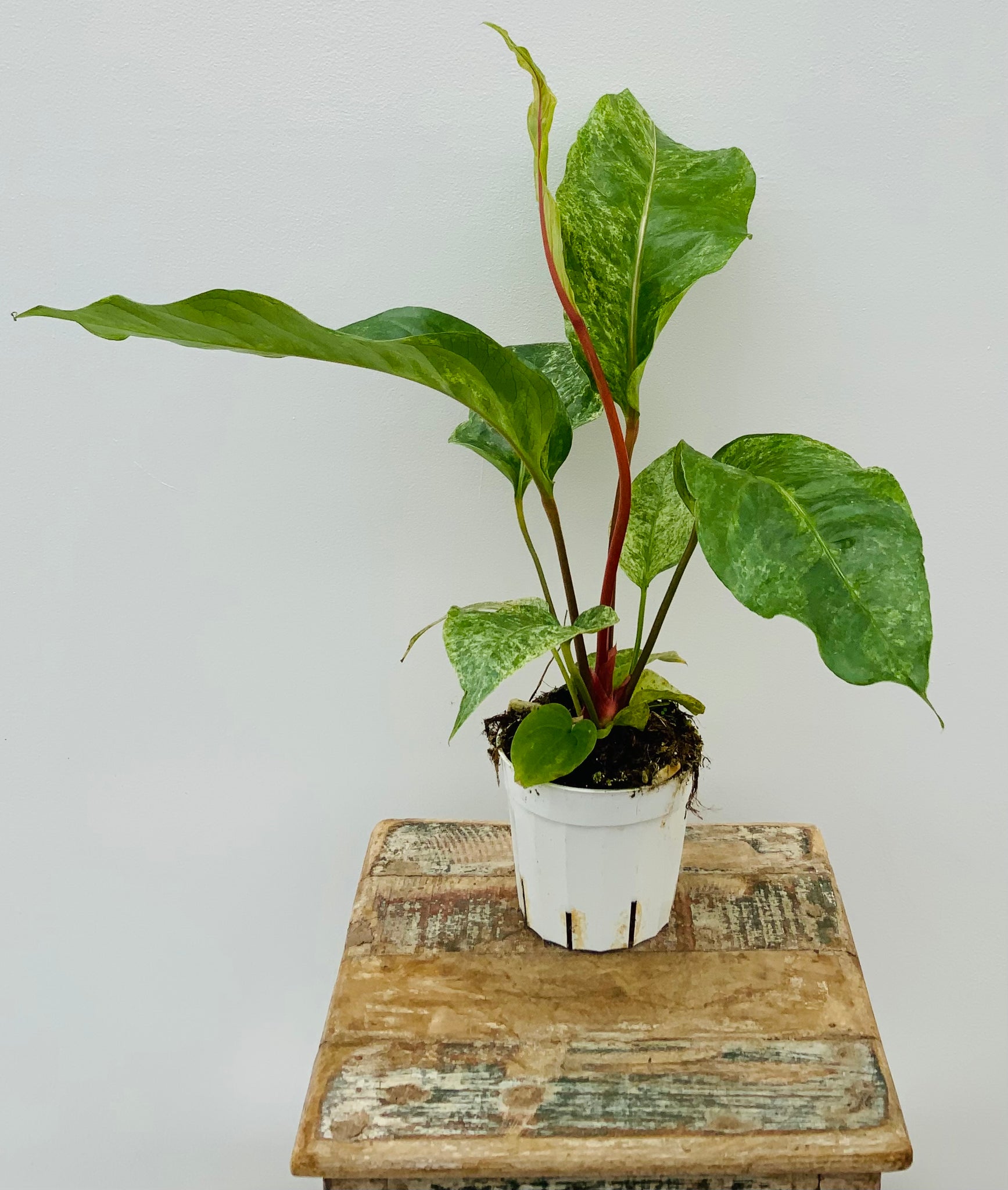 4in Anthurium Jungle Bush Variegated