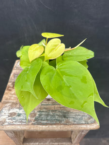 Philodendron Lemon Lime