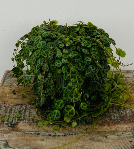 String of Turtles