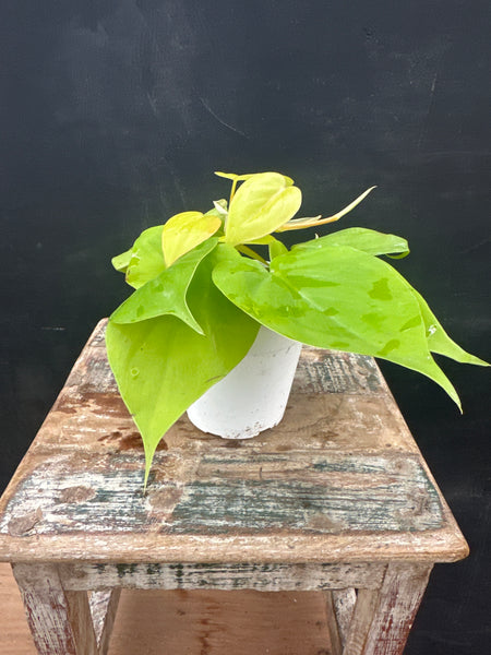 Philodendron Lemon Lime