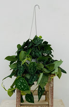 Load image into Gallery viewer, Silver Ann Scindapsus
