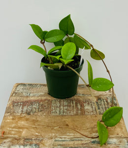 4in Hoya Pubicalyx ‘Bright One’