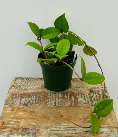 4in Hoya Pubicalyx ‘Bright One’
