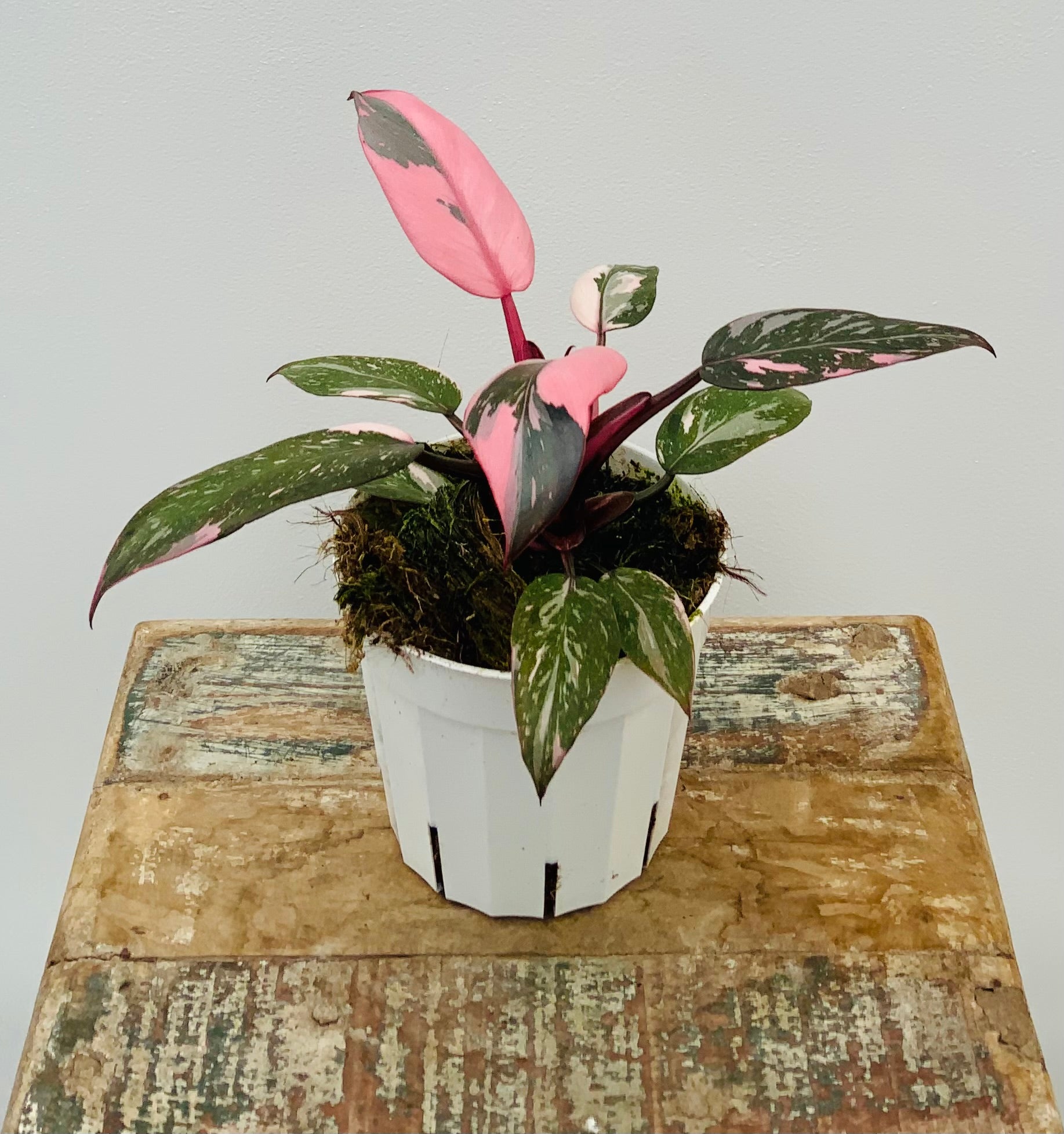 Philodendron Pink Princess