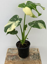 Load image into Gallery viewer, 4 Inch Thai Constellation Monstera variegated plant for sale at The Plant Stand of Arizona
