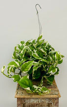 Load image into Gallery viewer, Pothos 'N Joy'

