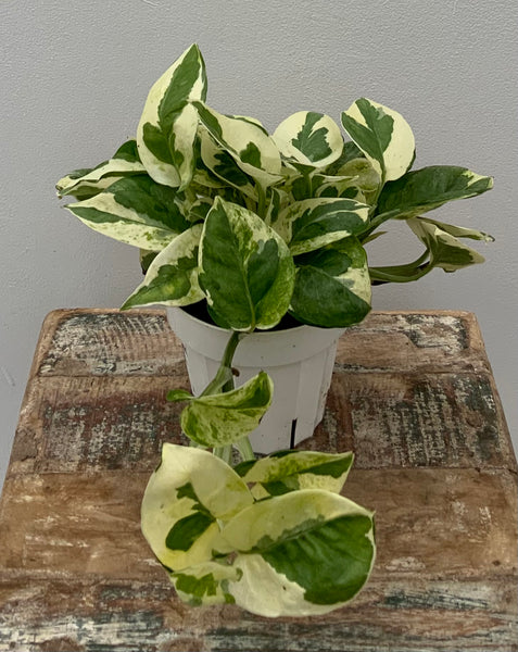 Pothos 'N Joy'