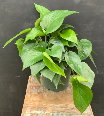 6in Jade Pothos