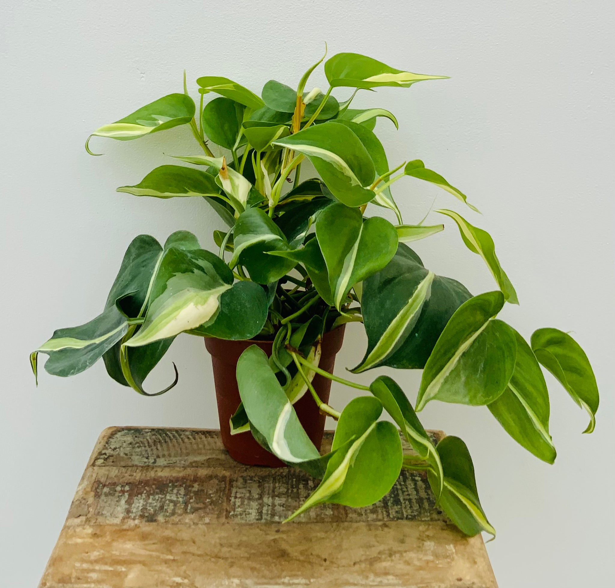 4in Philodendron Rio