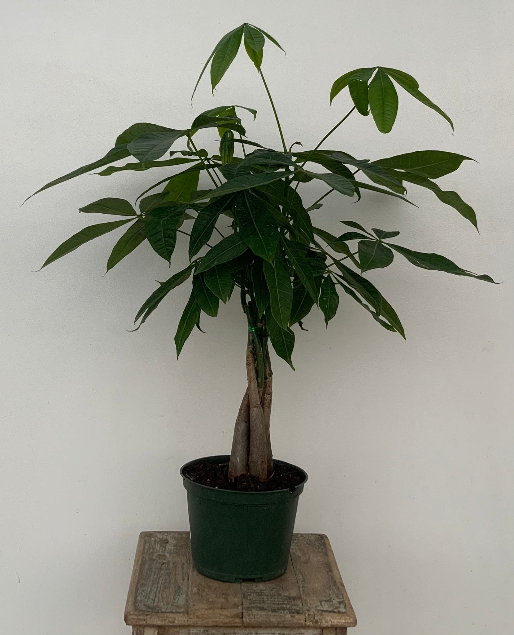 buy money tree plant Braided Money Tree – The Plant Stand of Arizona