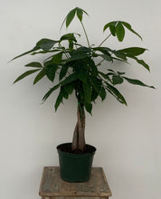 Load image into Gallery viewer, Braided Money Tree
