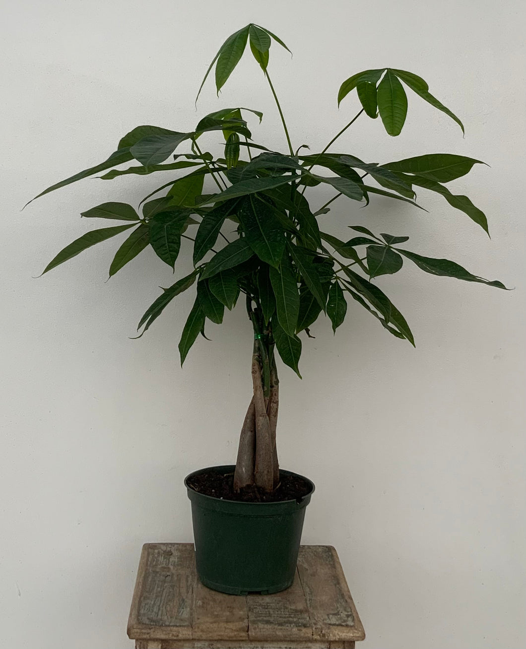 money tree oceanside Braided Money Tree