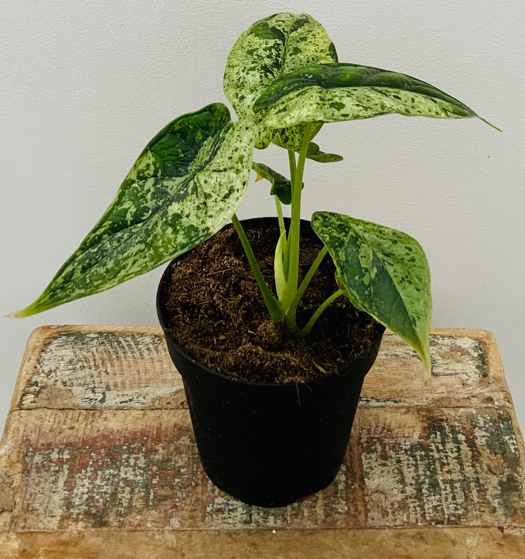 4in Alocasia Dragon Scale Mint Variegated