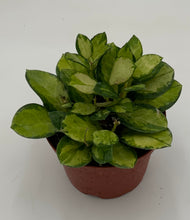 Load image into Gallery viewer, Hoya Australis 'Lisa' Variegated

