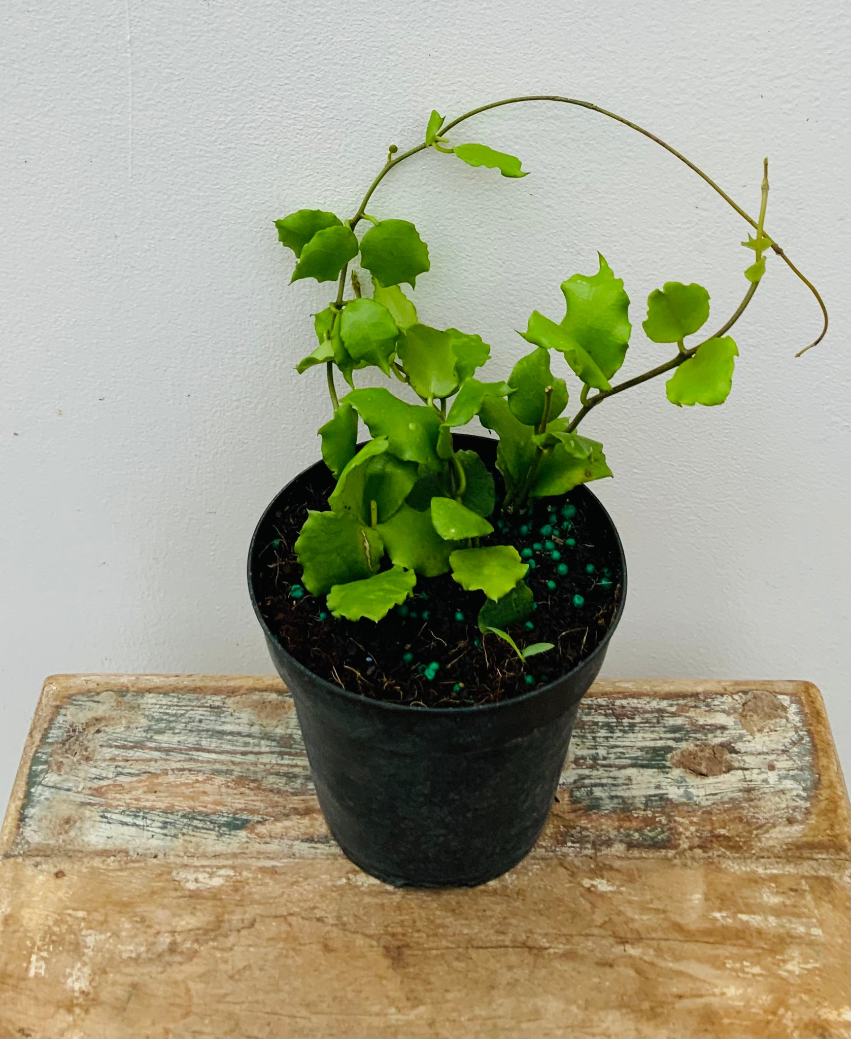 4" Hoya Enduensis