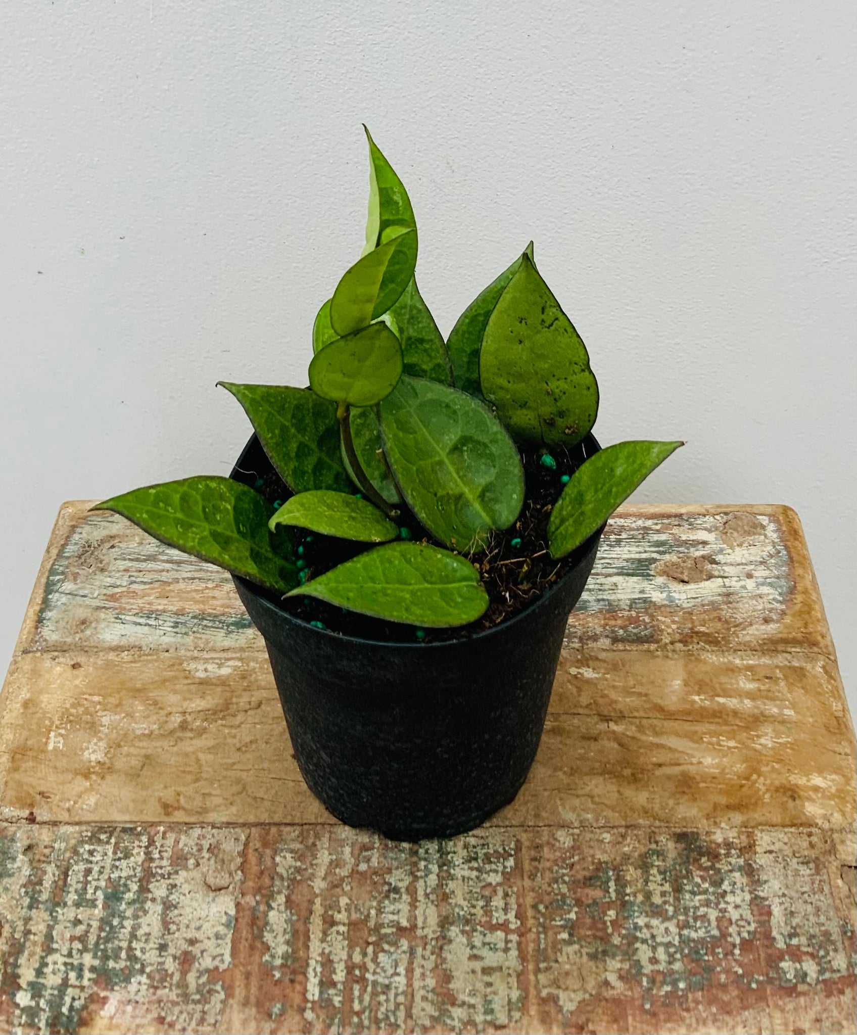 4in Hoya ‘Black Margin’