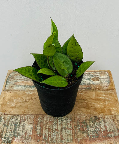 4in Hoya ‘Black Margin’