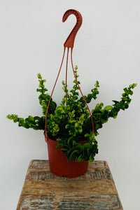 6in ‘Rasta” Twisted Lipstick Plant