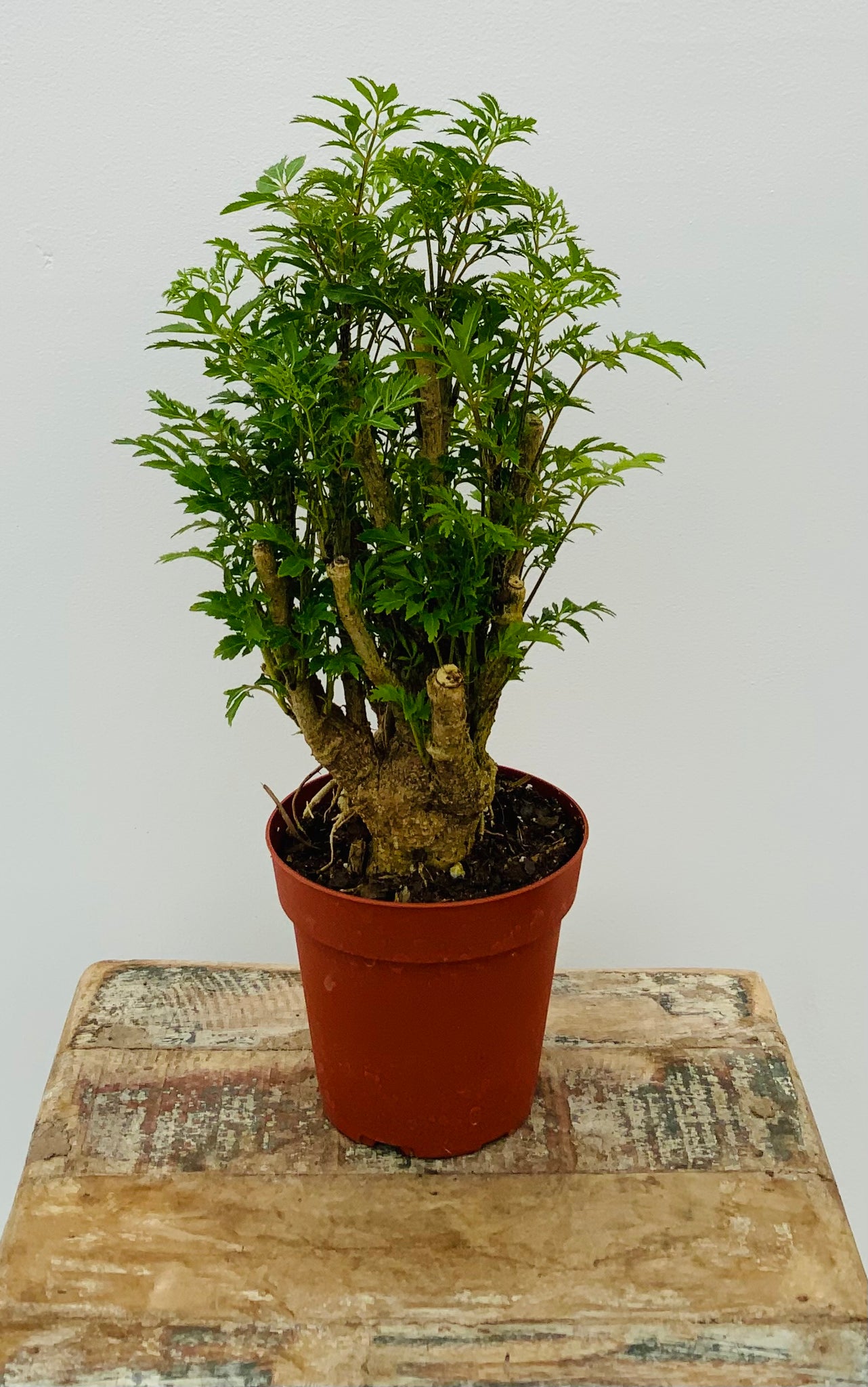 4in Ming Aralia