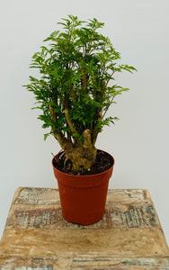 4in Ming Aralia