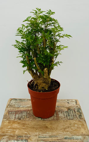 4in Ming Aralia