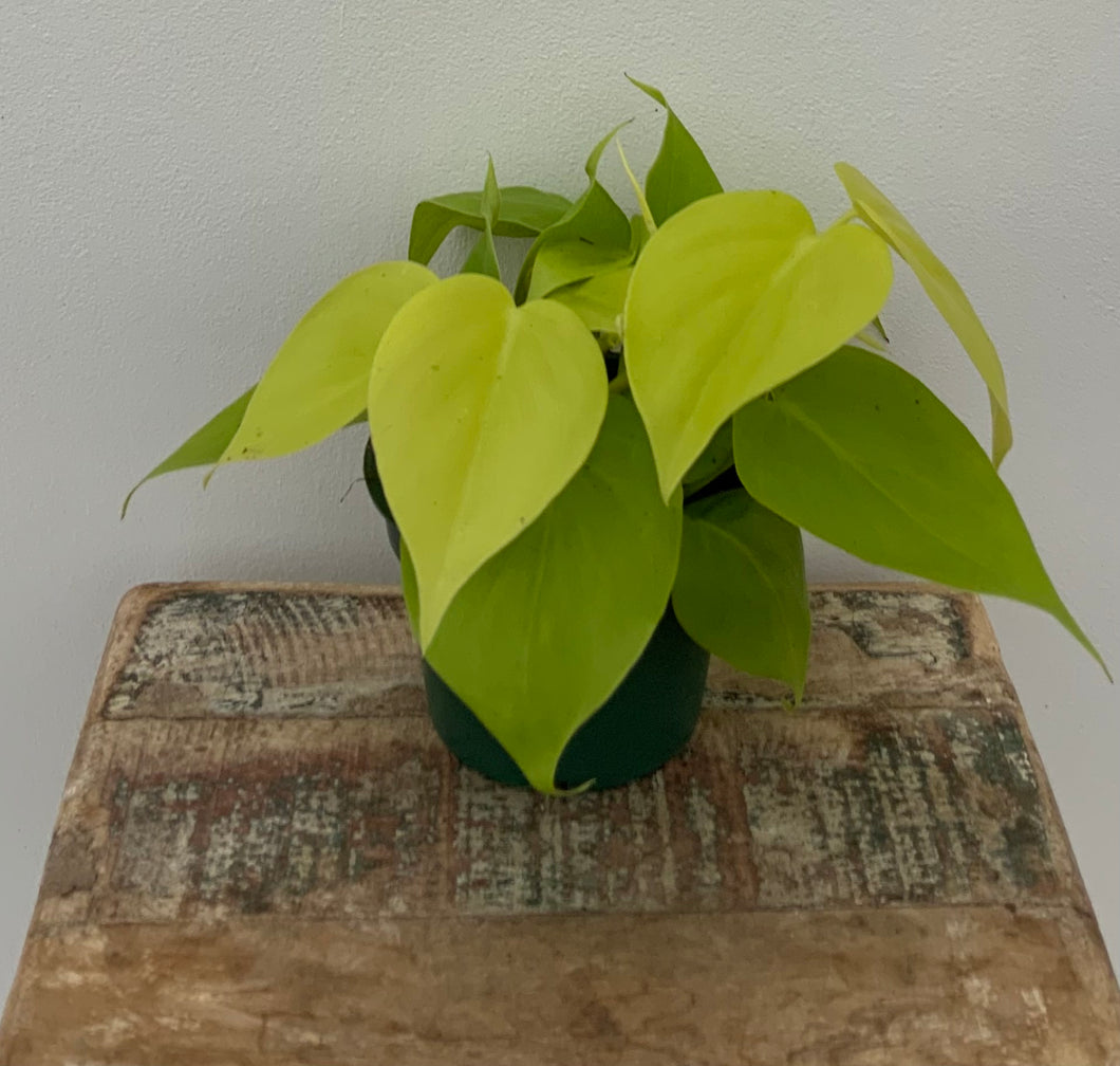 Lemon Lime Philodendron