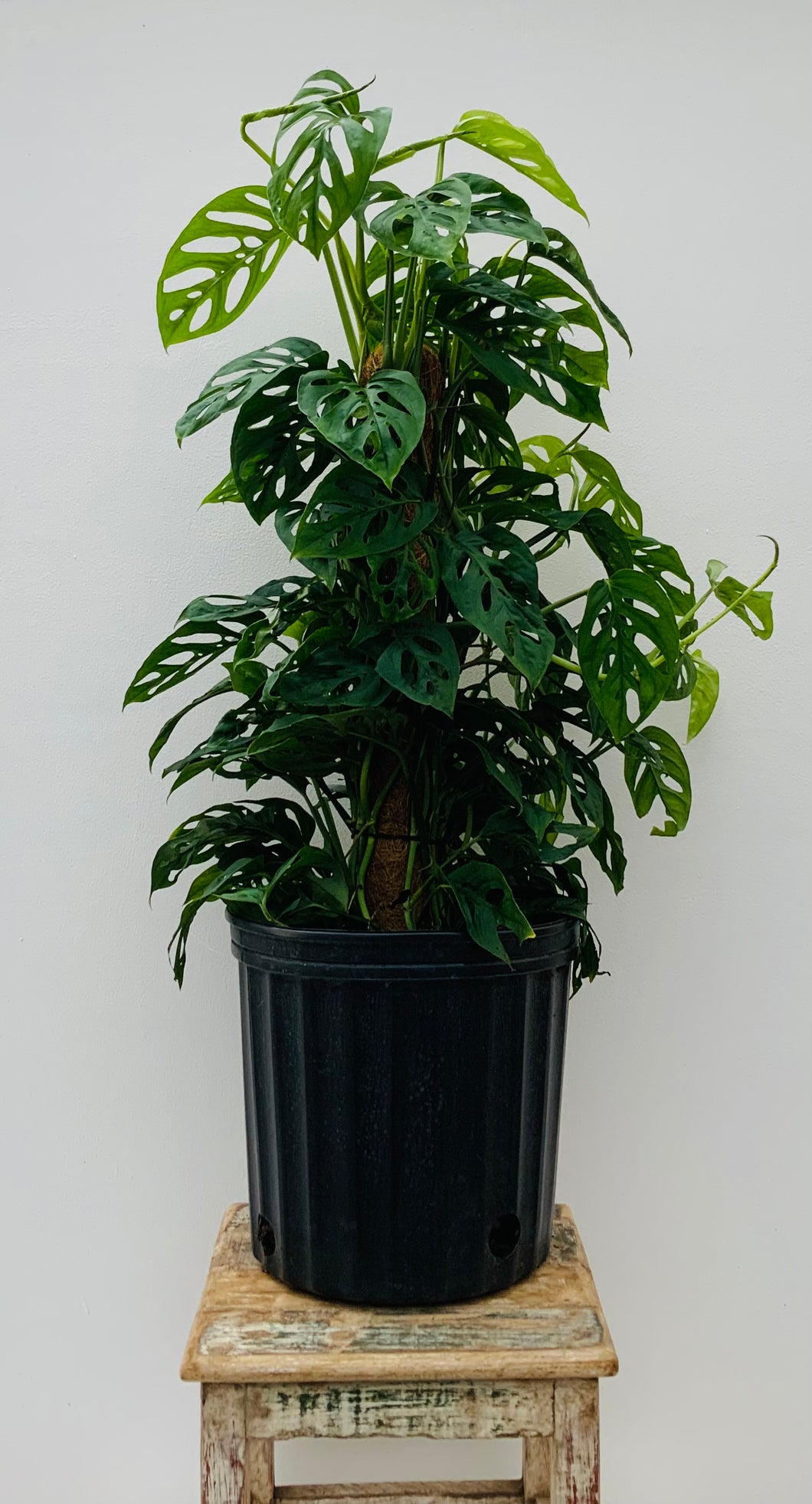 10” Monstera Adansonii on Totem Pole