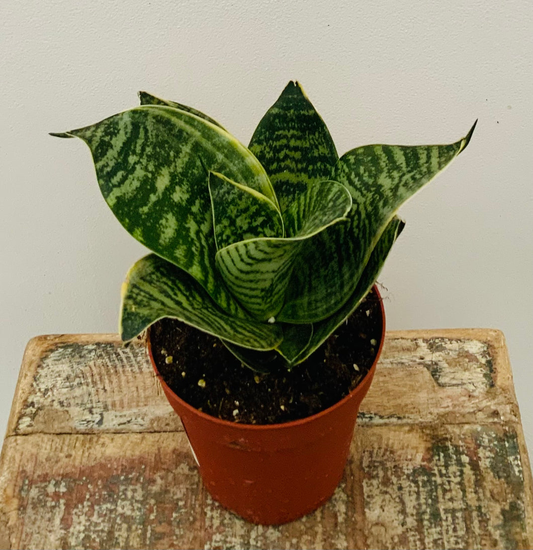 4in Sansevieria Forest Star