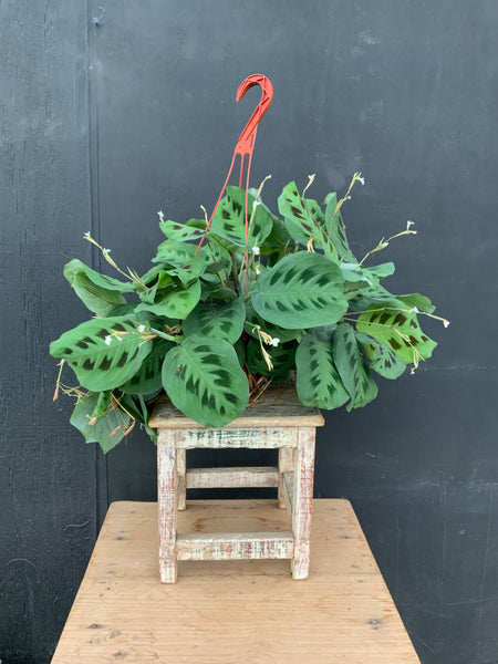 6in Assorted Prayer Plant Maranta