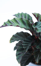 Load image into Gallery viewer, 4in Calathea Eternal Flame
