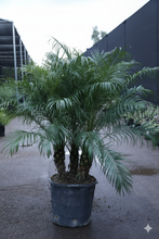 Load image into Gallery viewer, 15 gal Pygmy Date Palm

