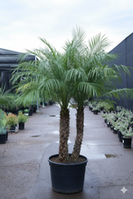 Load image into Gallery viewer, 25 Gallon Pygmy Date Palm
