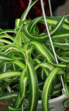 Load image into Gallery viewer, 8” Curly Spider Plant Chlorophytum
