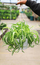 Load image into Gallery viewer, 8” Curly Spider Plant Chlorophytum
