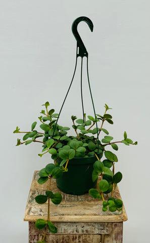 6in Peperomia Hope