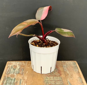 4in Philodendron Pink Princess *Sale* Not fully rooted, sold as is*