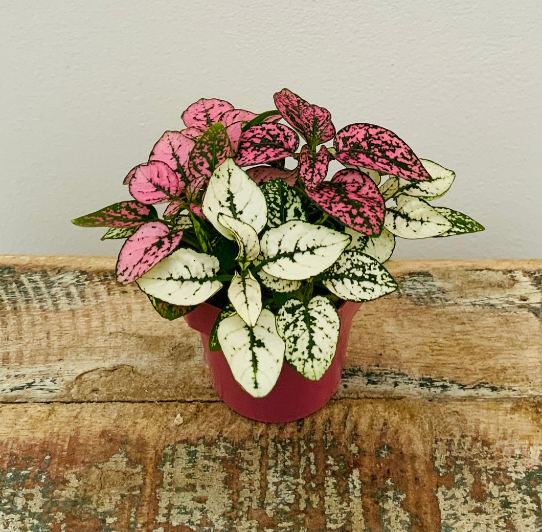 Polka Dot Plant, Hypoestes